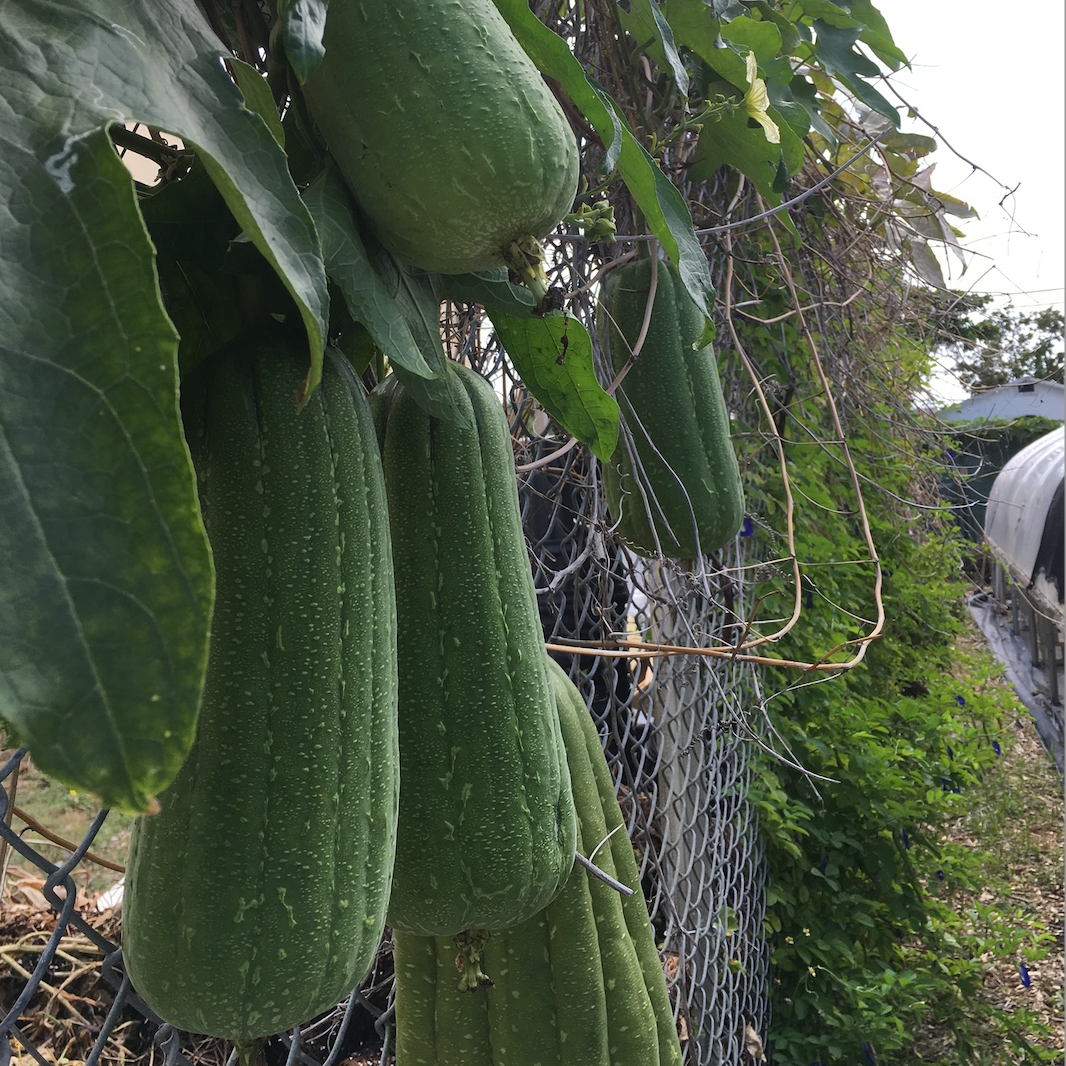 Luffah Gourd (luffa aegyptiaca) 30 seeds