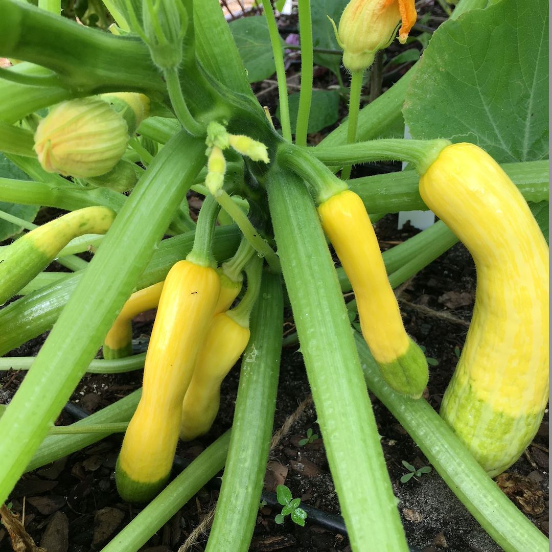 Zephyr Squash
