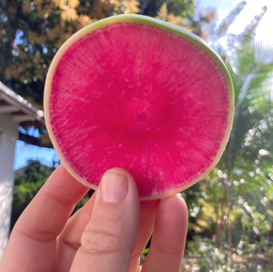 Mantanghong Watermelon Red Meat Radish Seed Packet