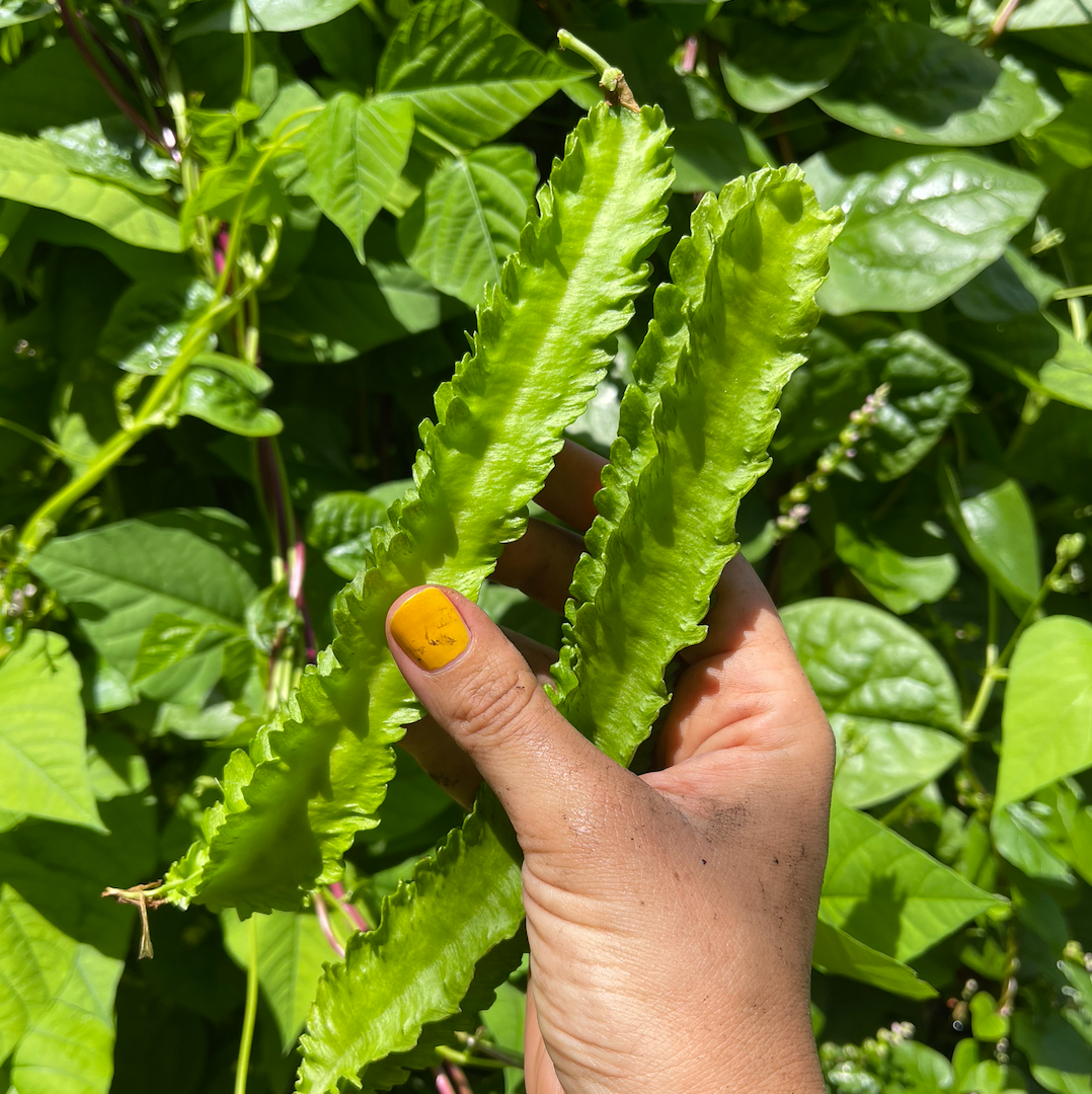 Winged Bean, Day Neutral
