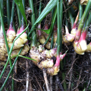 Culinary Ginger