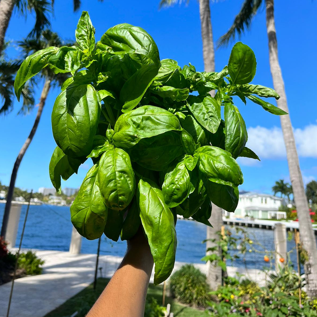 Prospera Genovese Basil