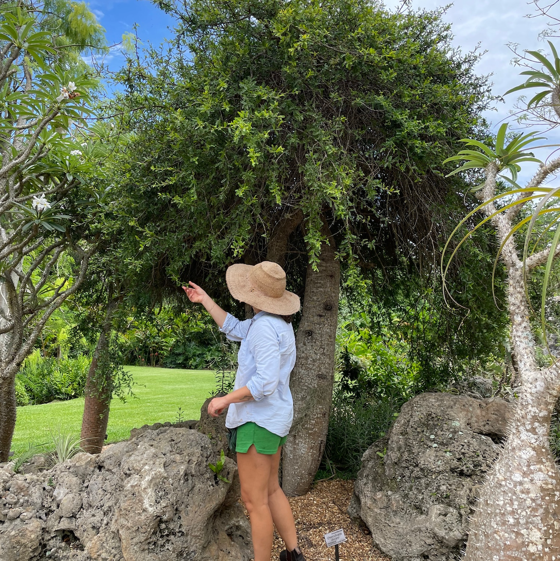 Chinese Pepper Tree aka Kinome Leaf