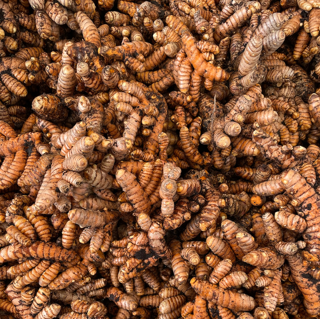 Turmeric plant