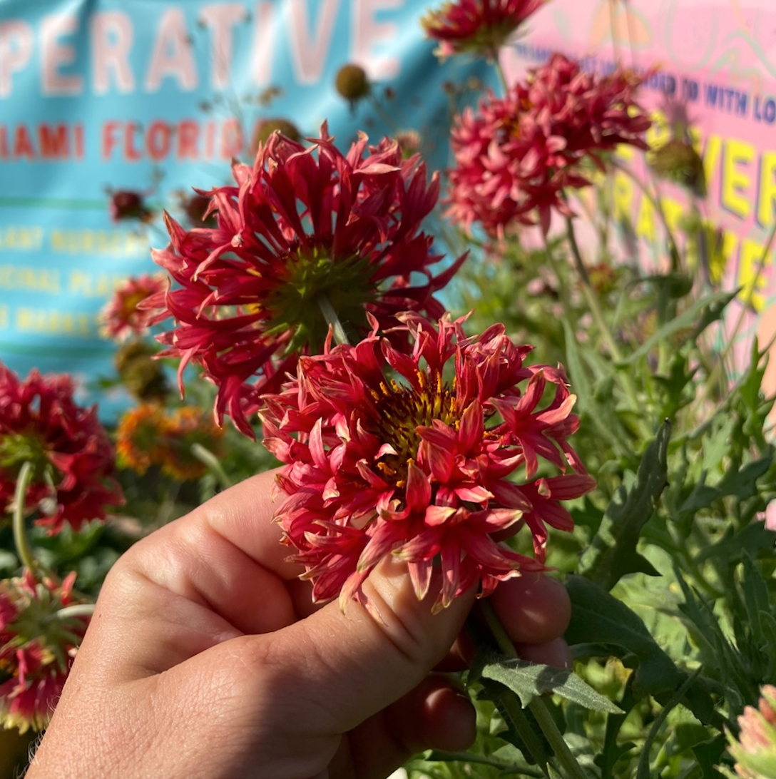 Double Blanketflower