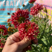 Double Blanketflower