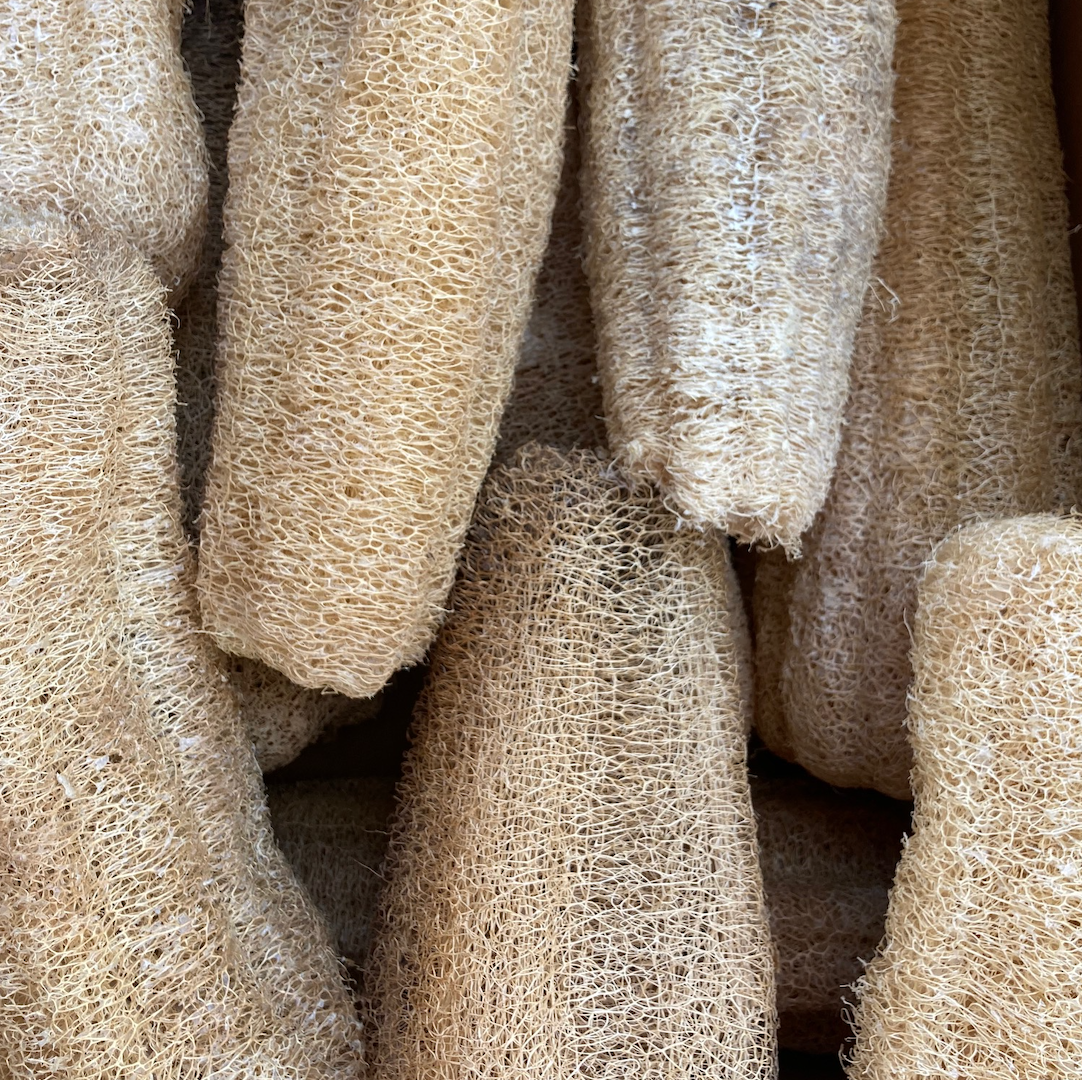 Luffah Gourd (luffa aegyptiaca) 30 seeds