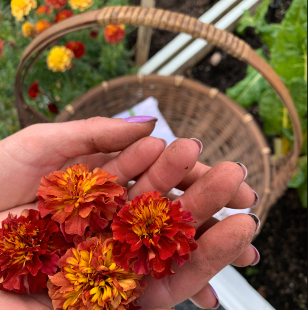 Strawberry Blonde Marigold