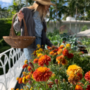 Strawberry Blonde Marigold