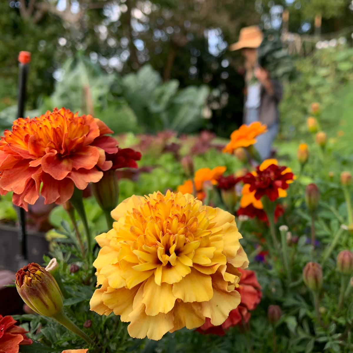 Strawberry Blonde Marigold
