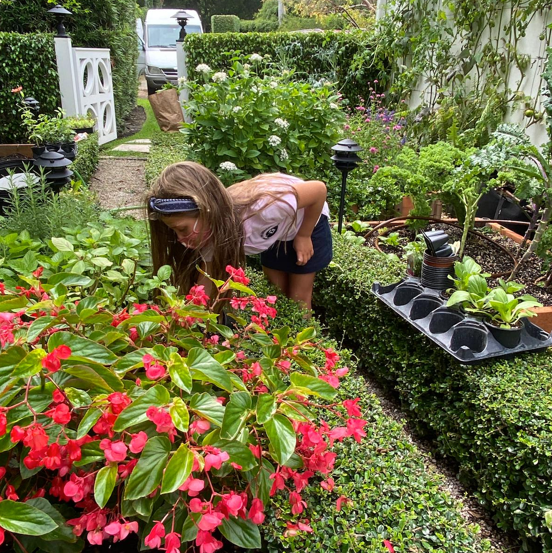 Begonias