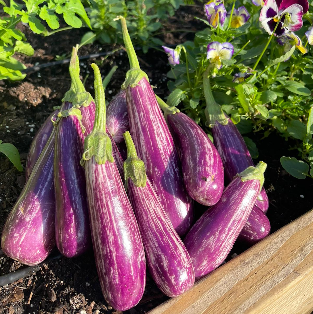 Fairy Tale Eggplant