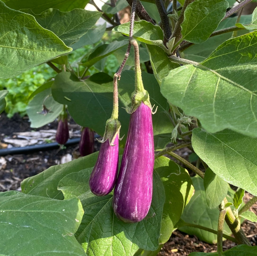 Fairy Tale Eggplant