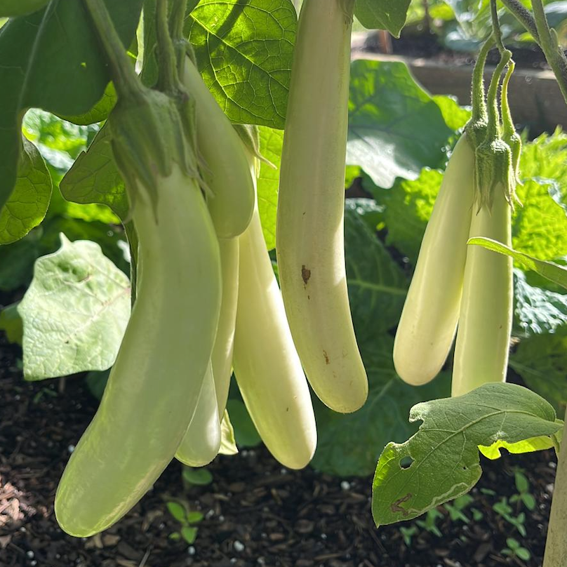 Gretel Eggplant