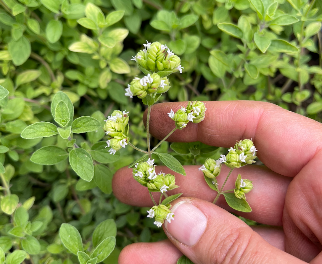 Italian Oregano