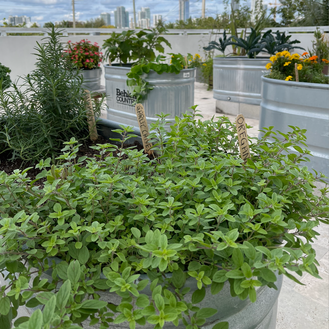 Italian Oregano