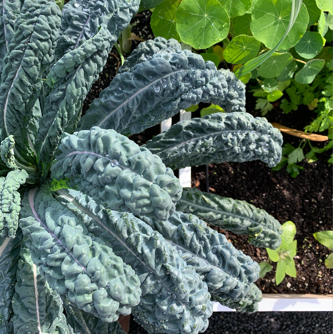 Dinosaur Kale