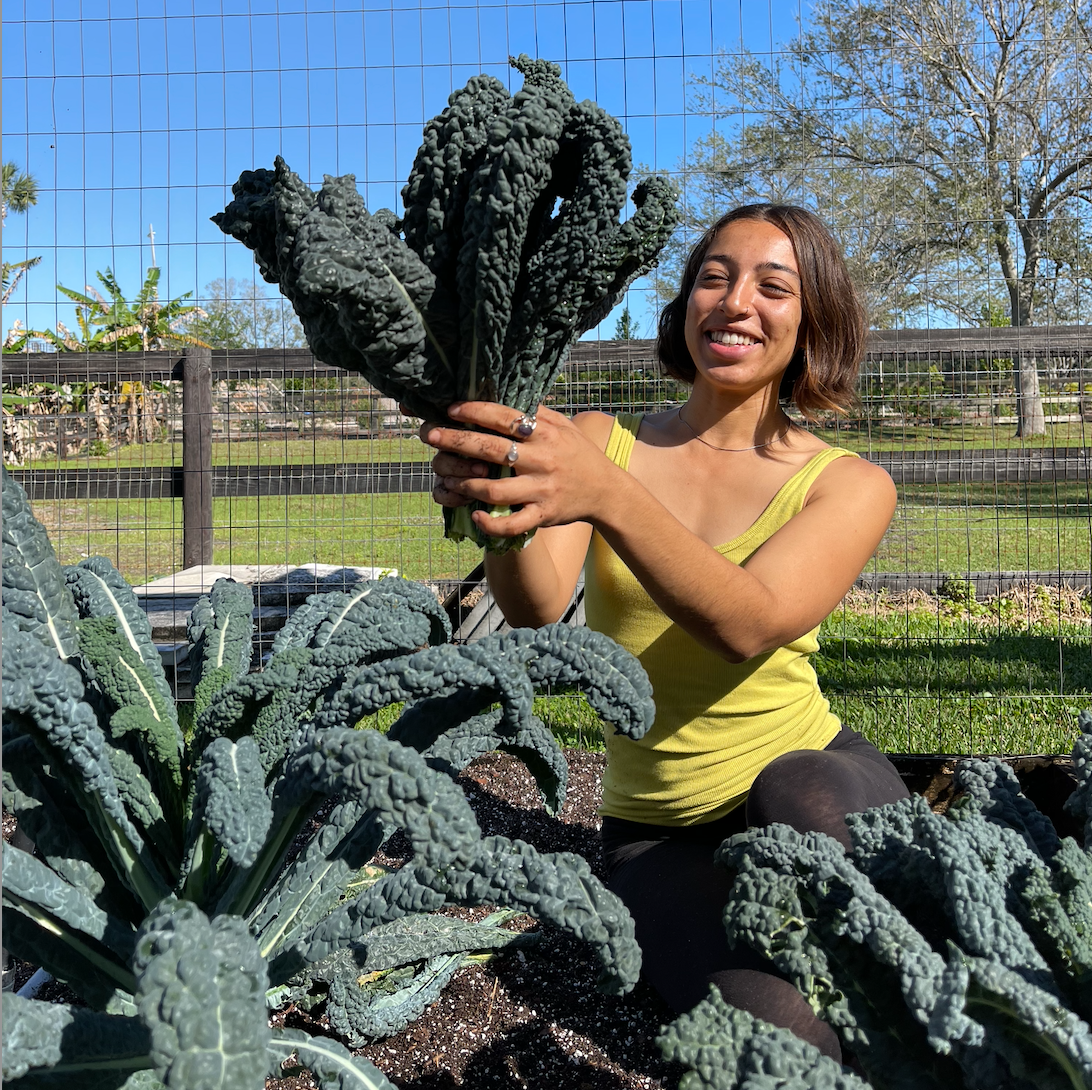 Dinosaur Kale