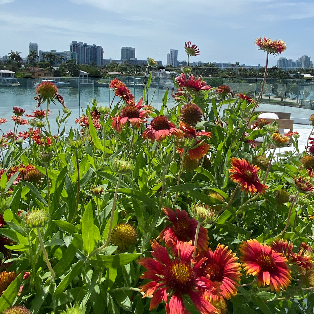 Blanket Flower