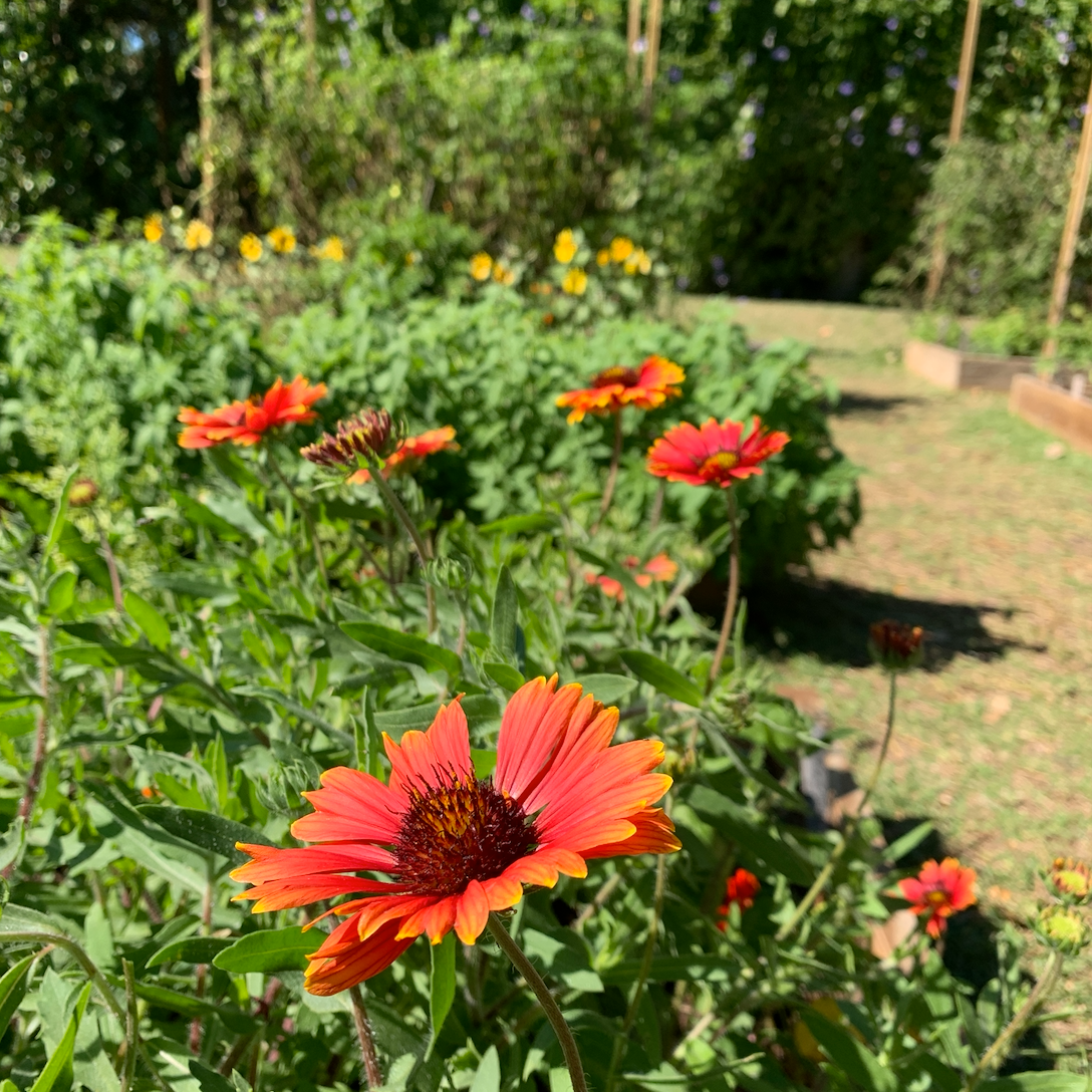 Blanket Flower