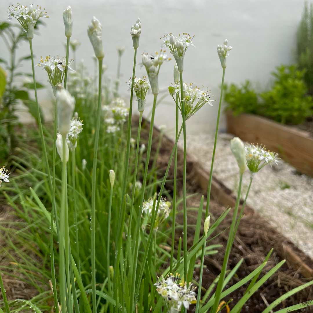 Garlic Chives