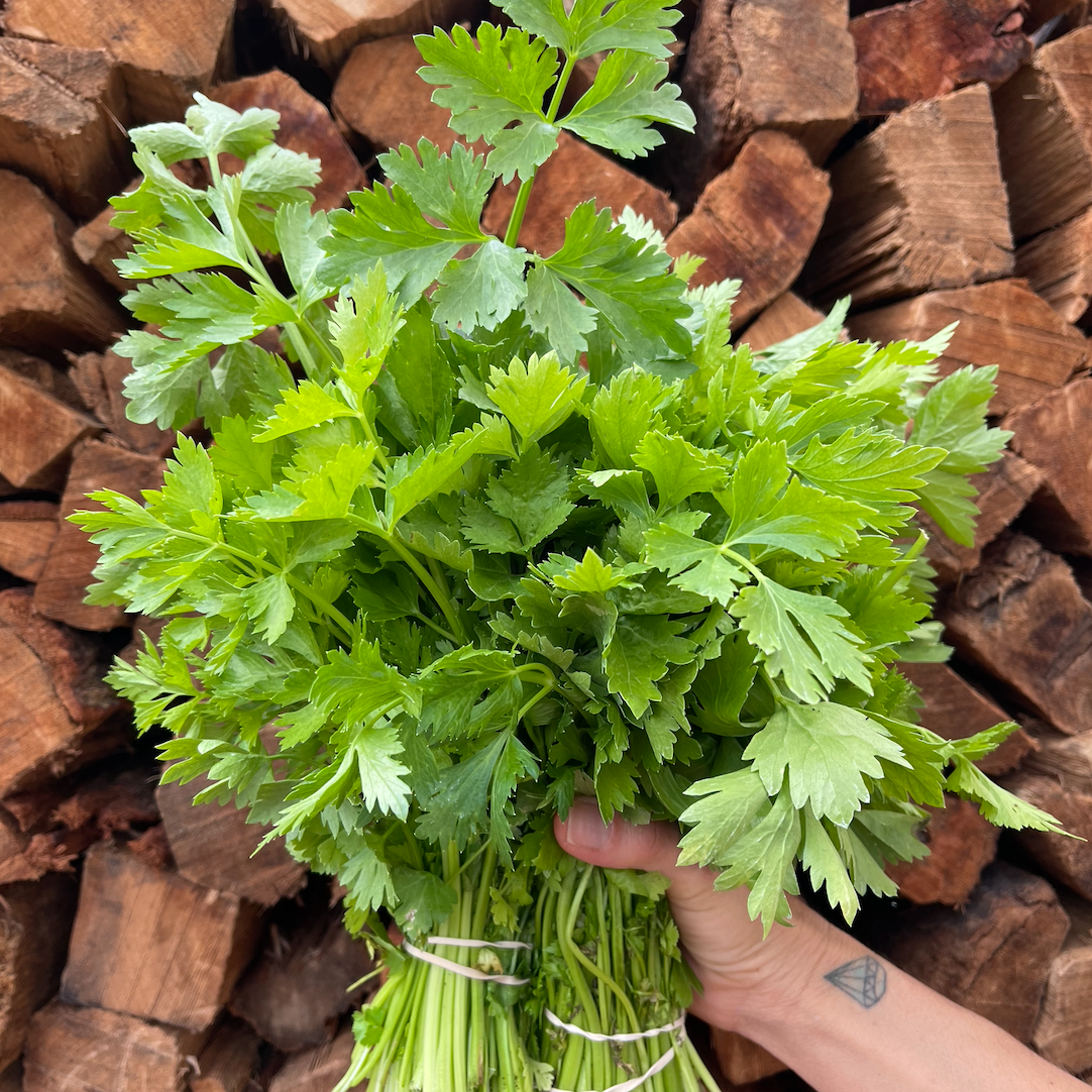 Flat Leaf Parsley