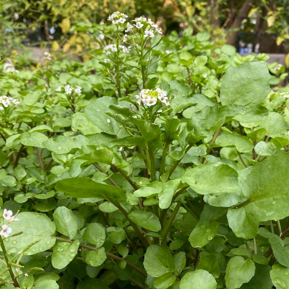 Watercress