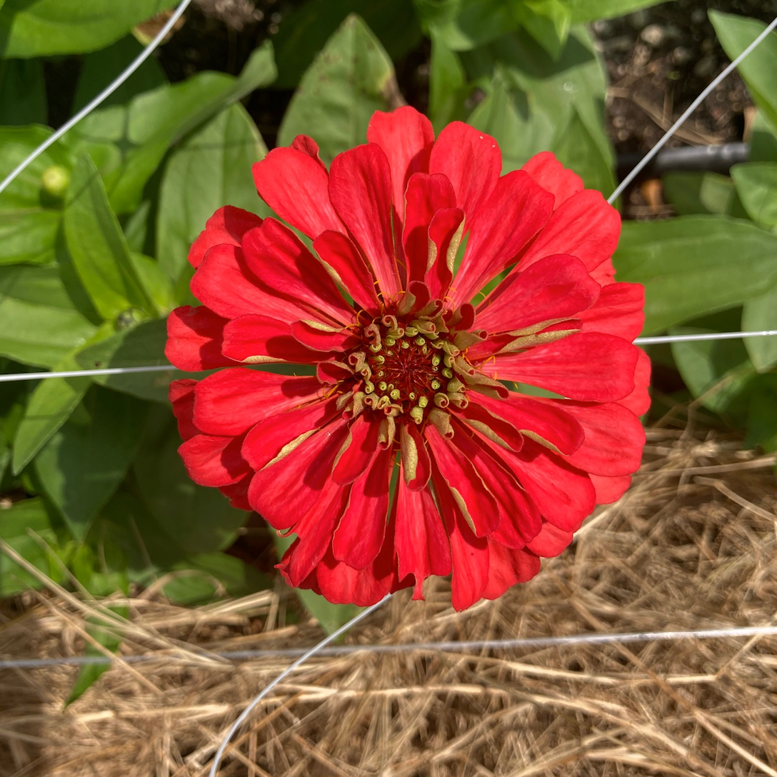 Oklahoma Salmon Zinnia Seed Packet
