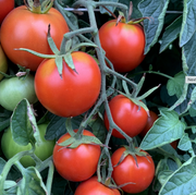 Anahu Salad Tomato