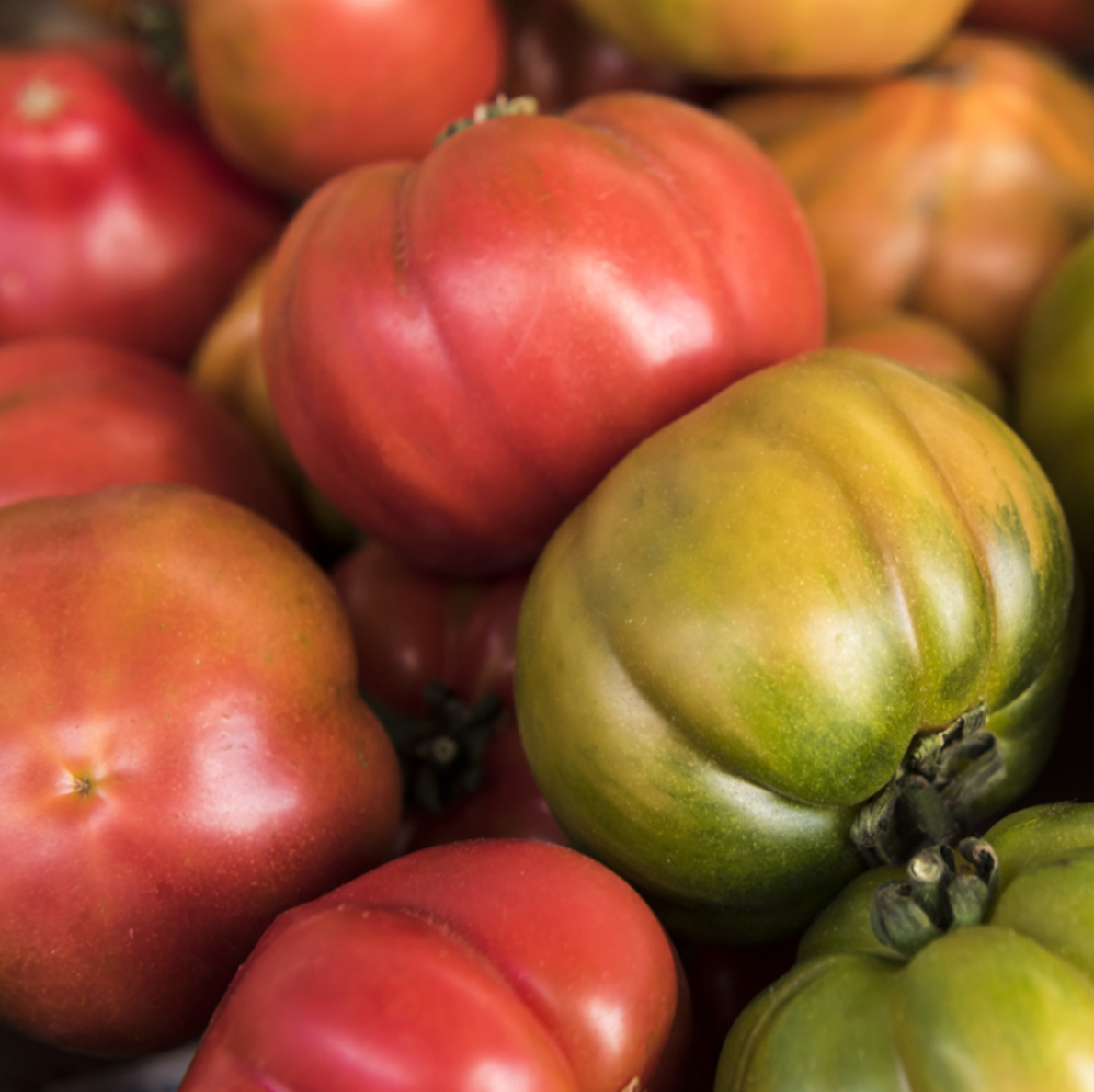 Mortgage Lifter Large Tomato