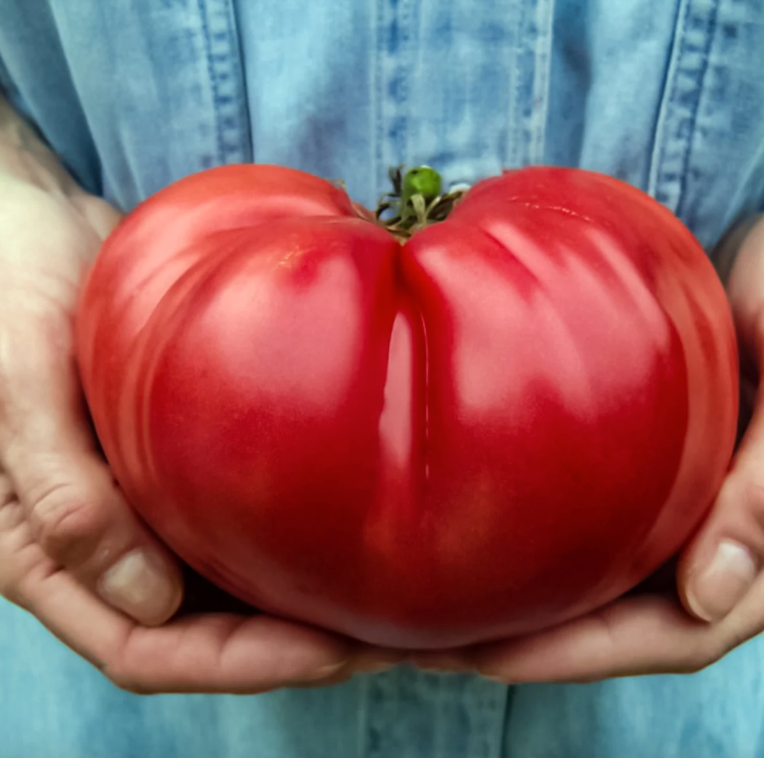 Mortgage Lifter Large Tomato