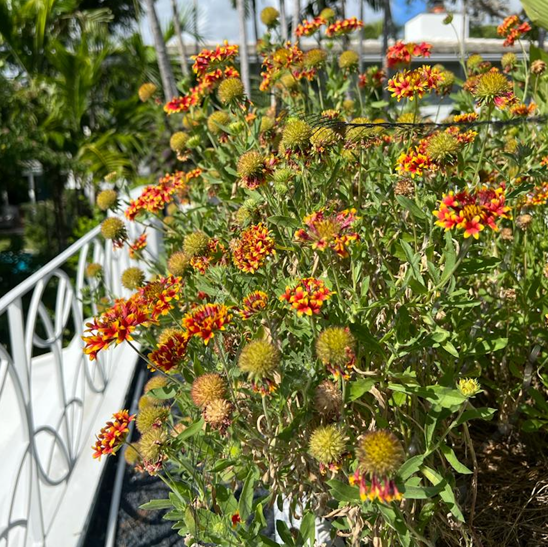 Double Blanketflower