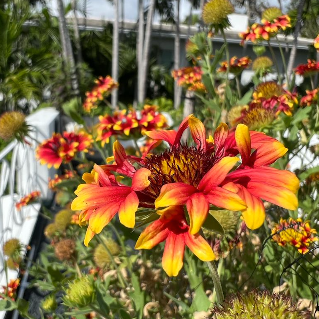 Double Blanketflower
