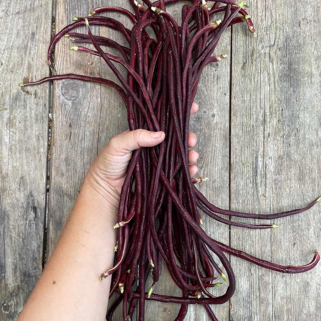 Chinese Red Noodle Yardlong Bean Seed Packet