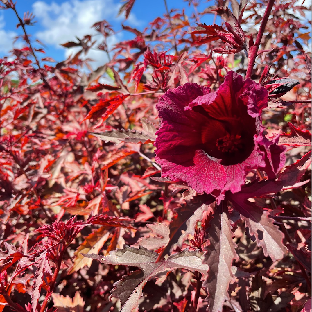 CRANBERRY HIBISCUS (HIBISCUS ACETOSELLA) 10 SEEDS