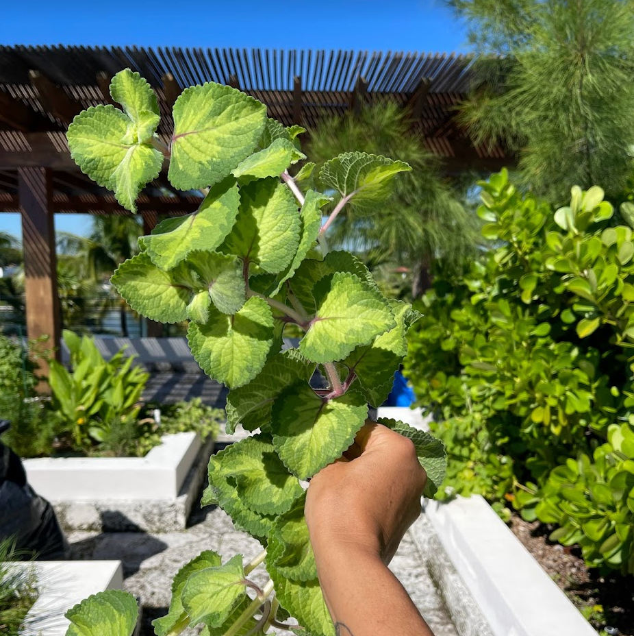Cuban Oregano, tricolored