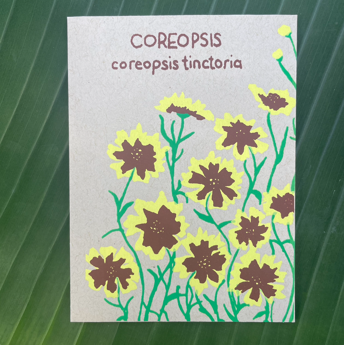 COREOPSIS SEEDS (COREOPSIS TINCTORIA) 50 SEEDS