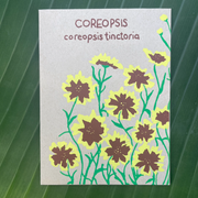 COREOPSIS SEEDS (COREOPSIS TINCTORIA) 50 SEEDS