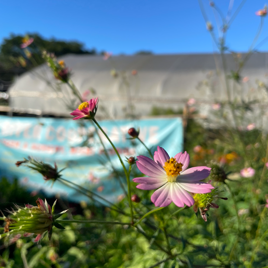 WILD COSMO (COSMO CAUDATUS) 30 SEEDS no