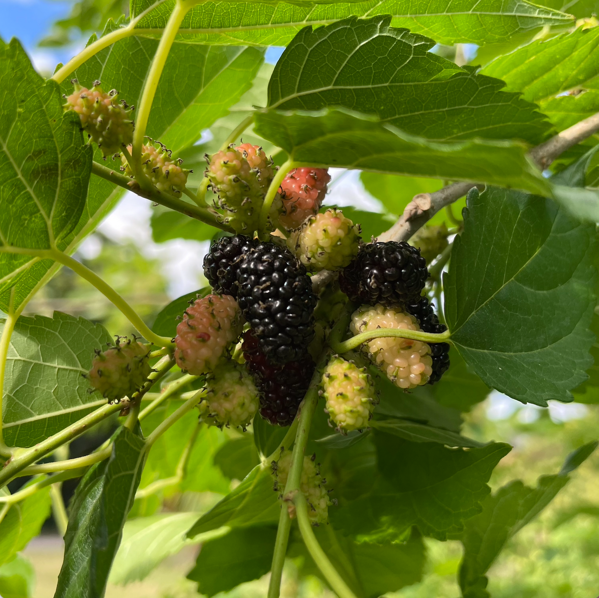 Dwarf Everbearing Mulberry Tree