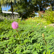 Native Powderpuff Mimosa
