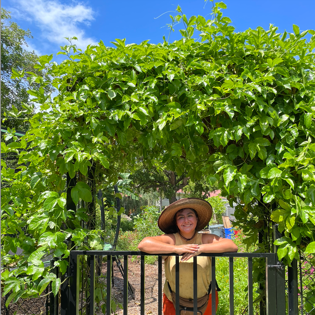 Purple Passionfruit Vine