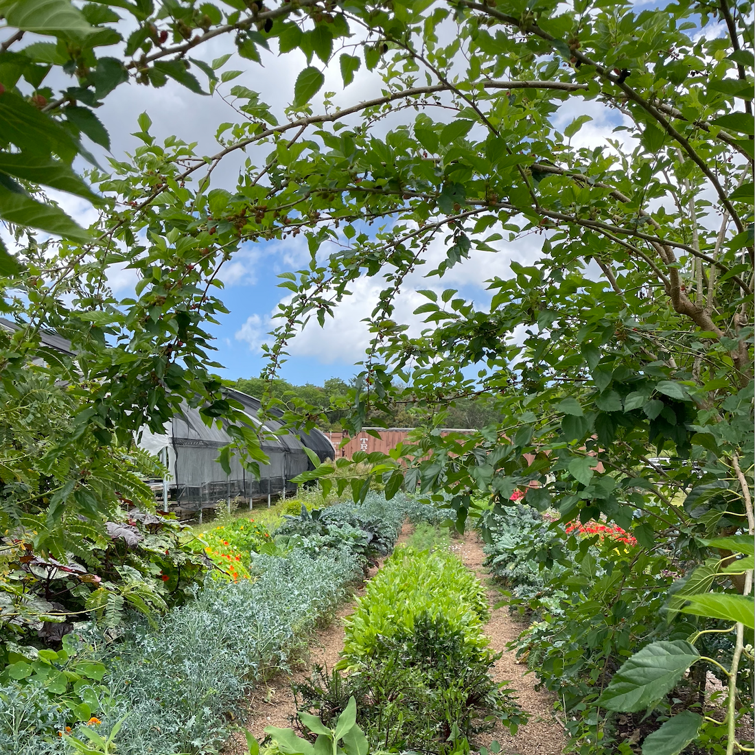 Dwarf Everbearing Mulberry Tree
