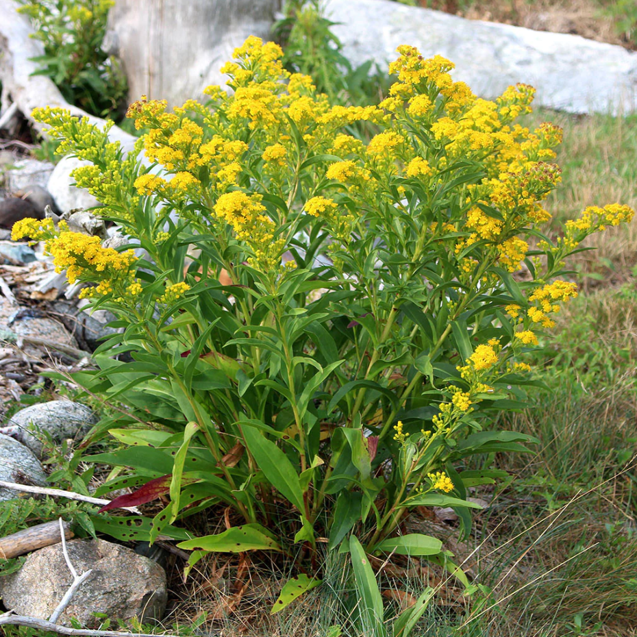 Seaside Goldenrod