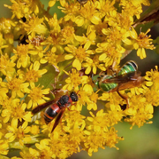 Seaside Goldenrod