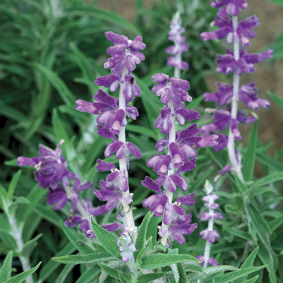 Mexican Bush Sage