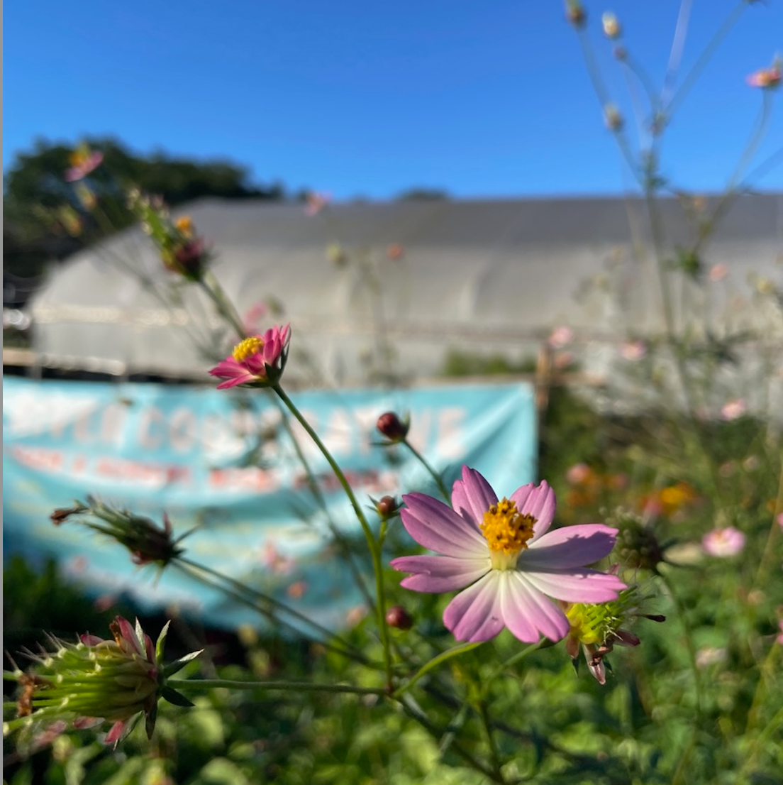 Wild Cosmos