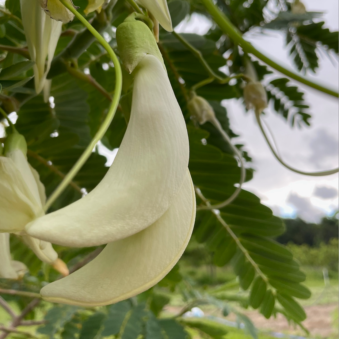 White Hummingbird Tree (sesbania grandiflora) 30 seeds