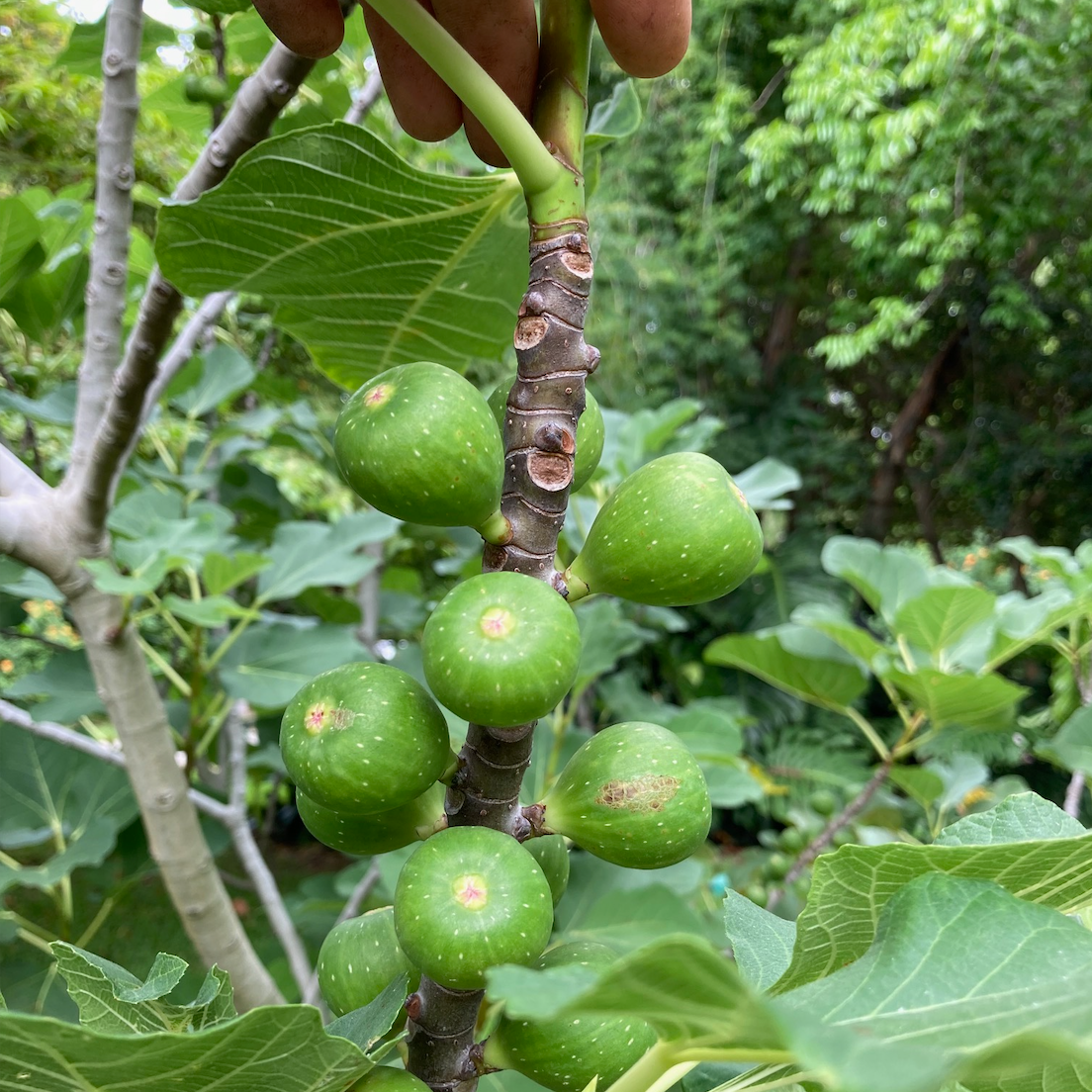 Brown Turkey Fig Tree