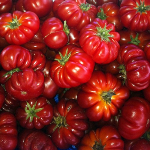 Costoluto Genovese, medium size Tomato
